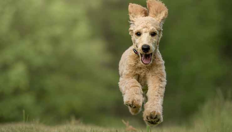 perché il cane corre freneticamente