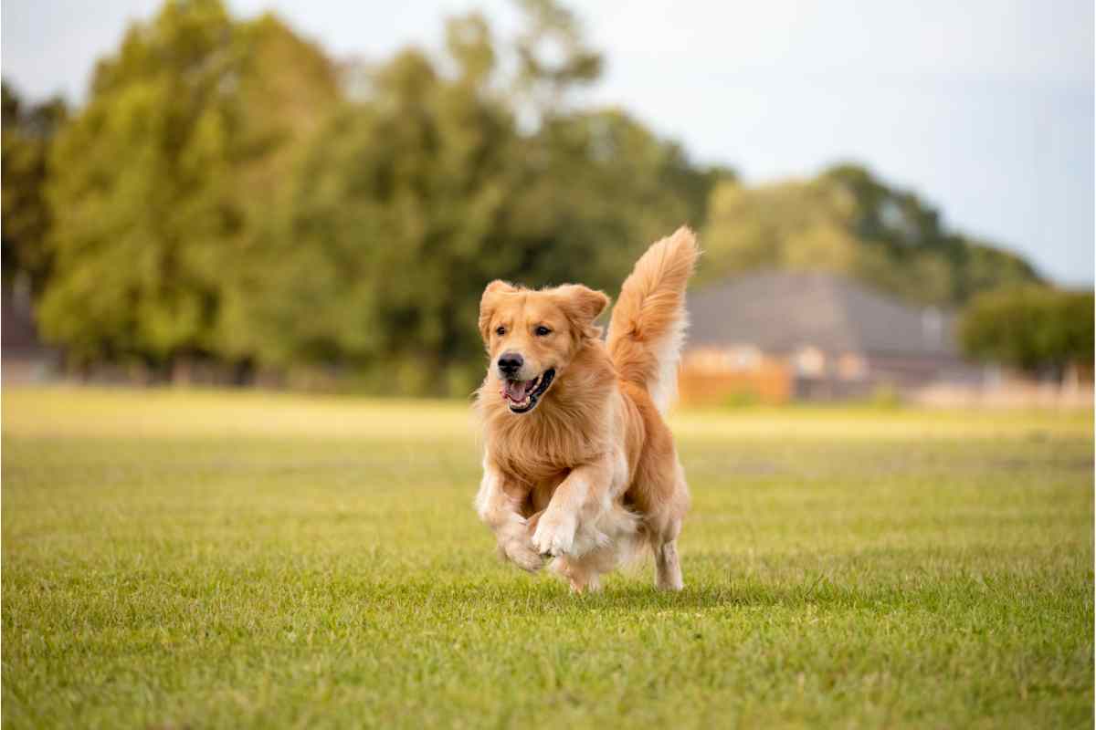 cane corre avanti e indietro cosa significa