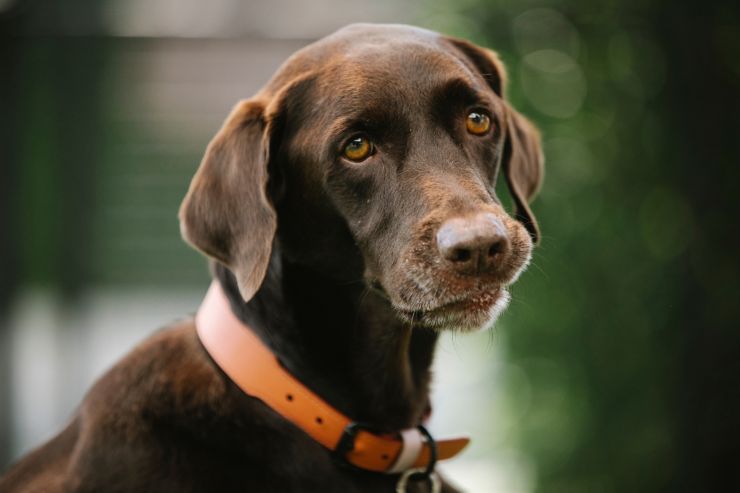 il cane dovrebbe tenere il collare in casa