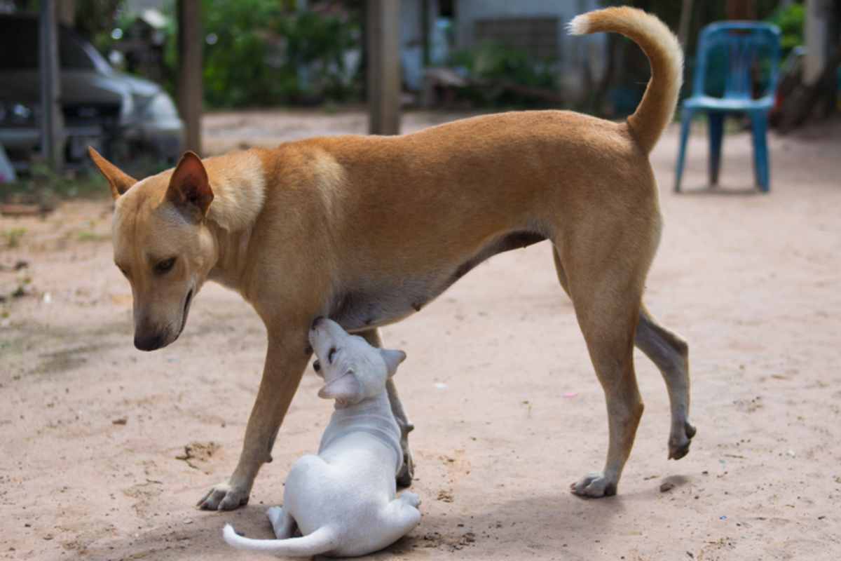 cane incinta segnali