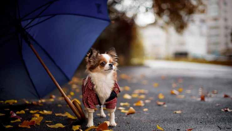 cane paura dei temporali