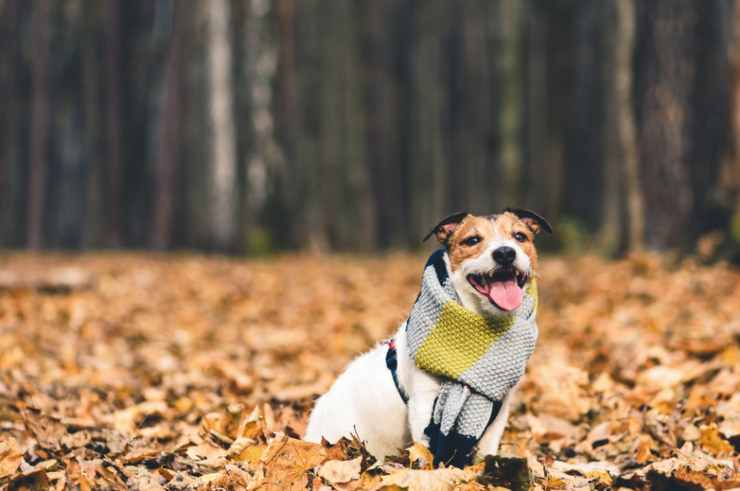 Passeggiare con il cane in inverno rischi