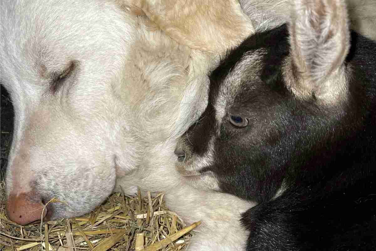 video cane e capretta