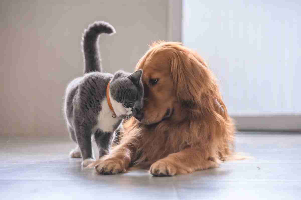 convivenza cani e gatti