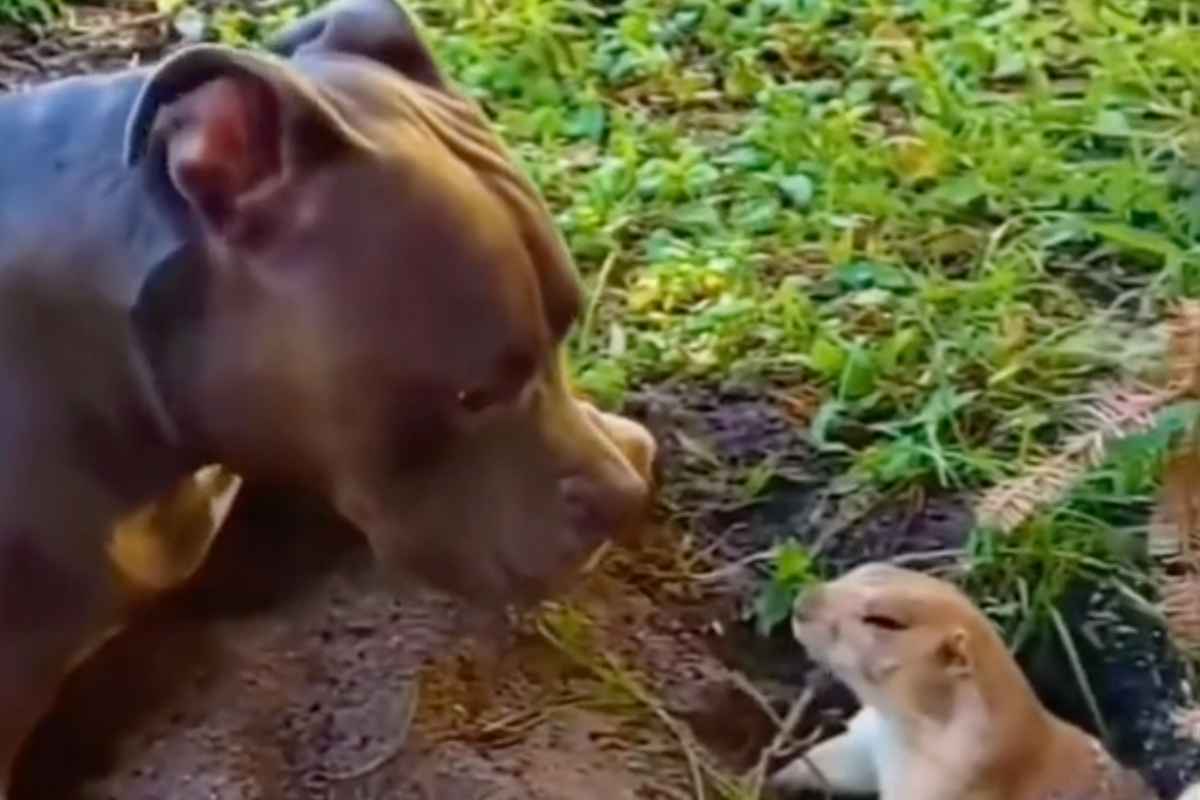 cagnolino talpa filmato