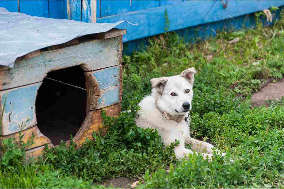  cane rifiuta di entrare nella cuccia