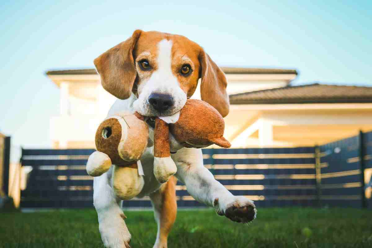 cagnolone impazzito