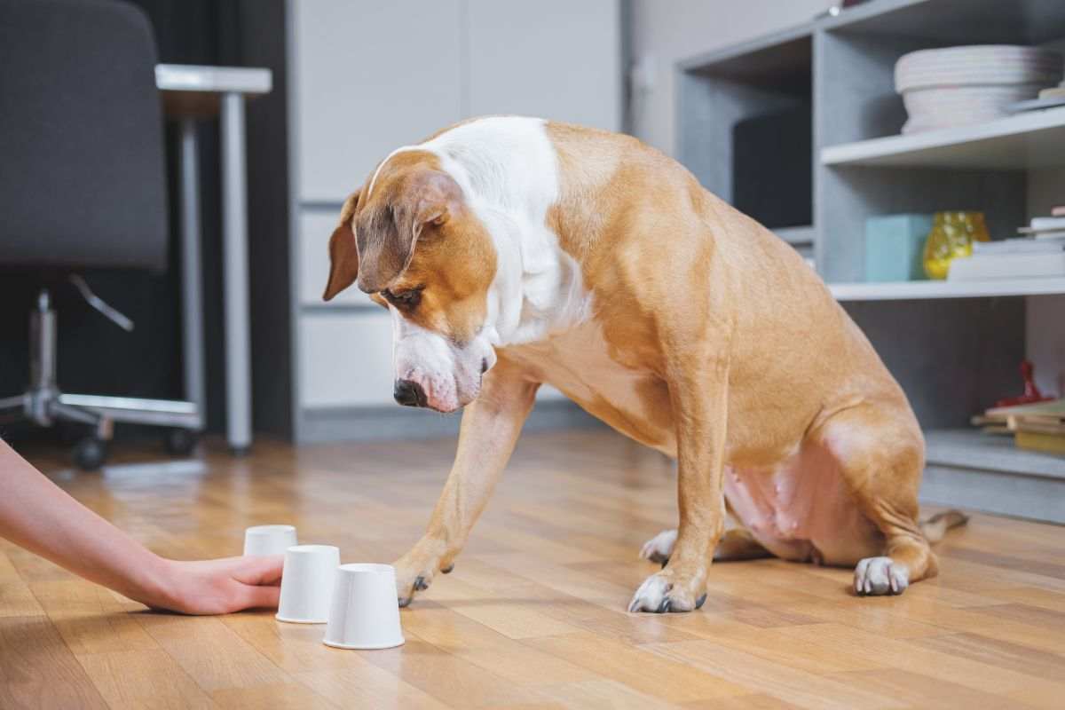 cane attività utili