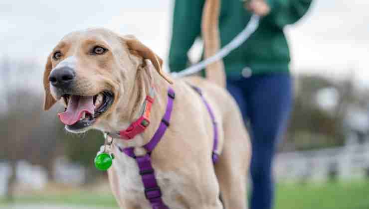 cane non vuole camminare al guinzaglio