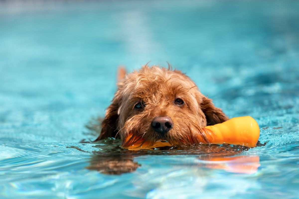 nuoto per cani