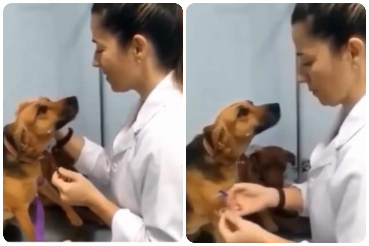 Perchè alcuni cani temono la visita dal veterinario?