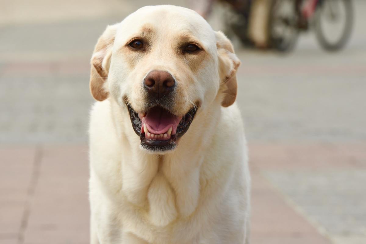 Cane trova nuova famiglia