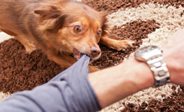 conseguenze legali se un cane morde qualcuno