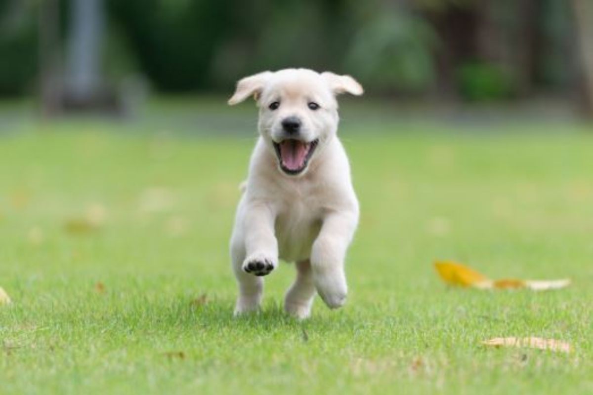 parco divertimenti per cani