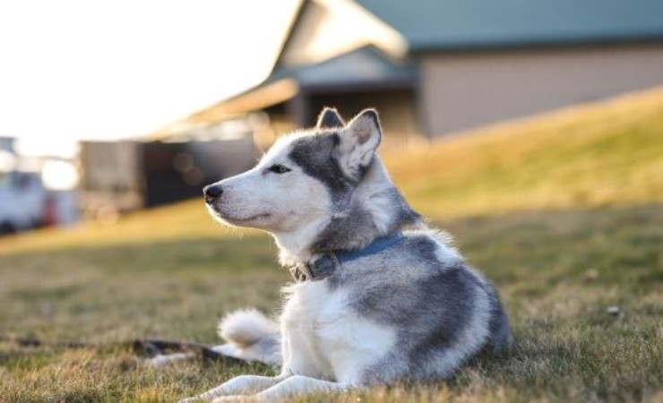 cane salva vita padrone