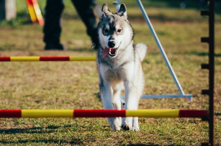 Sport con il cane: le attività più divertenti da fare