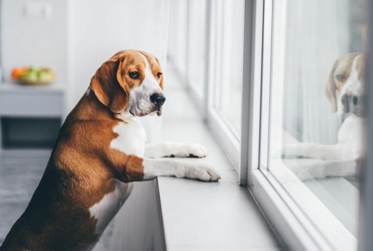 Come reagisce un cane al lutto 