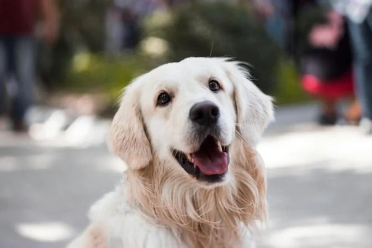 Perché i cani hanno il naso umido?