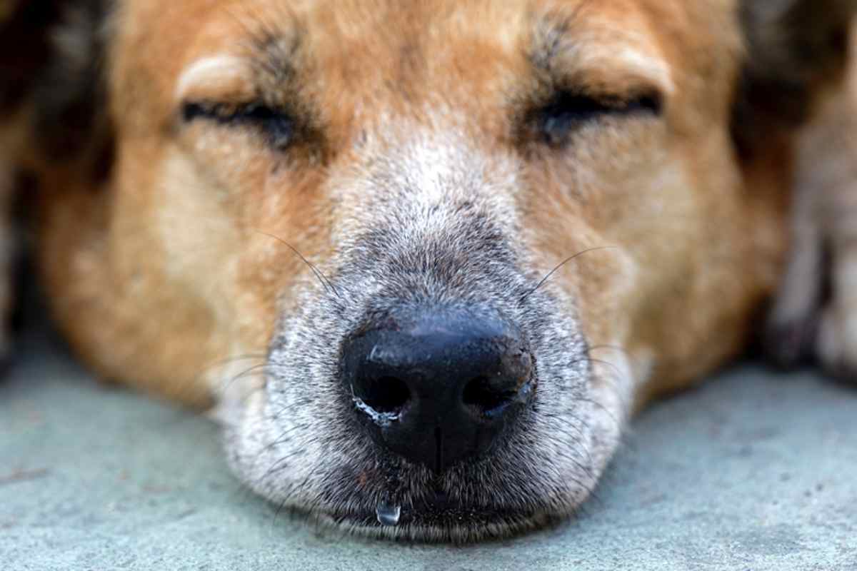 il cane vivrà a lungo?