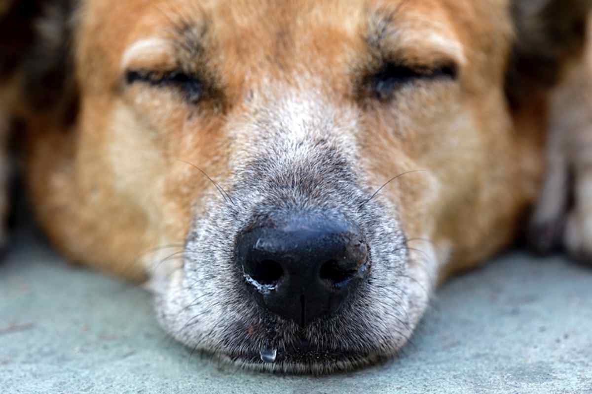 il cane vivrà a lungo?