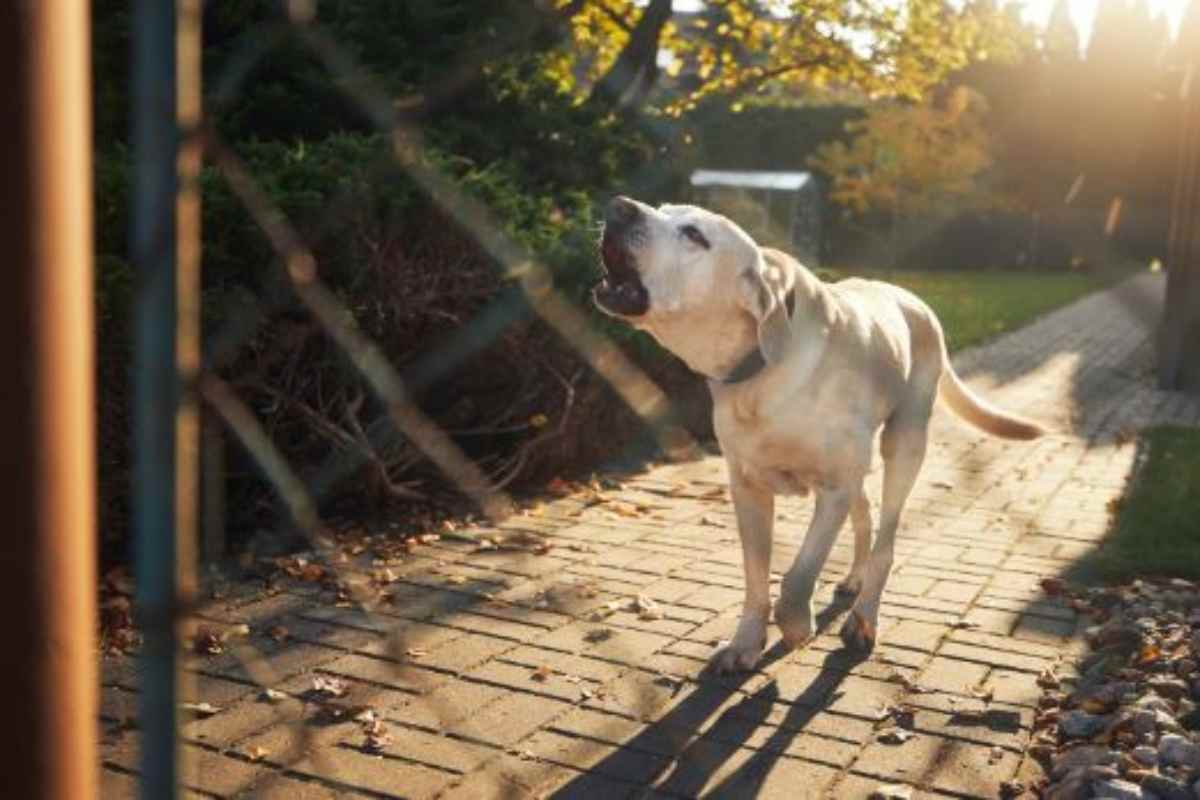 cane del vicino abbaia continuamente