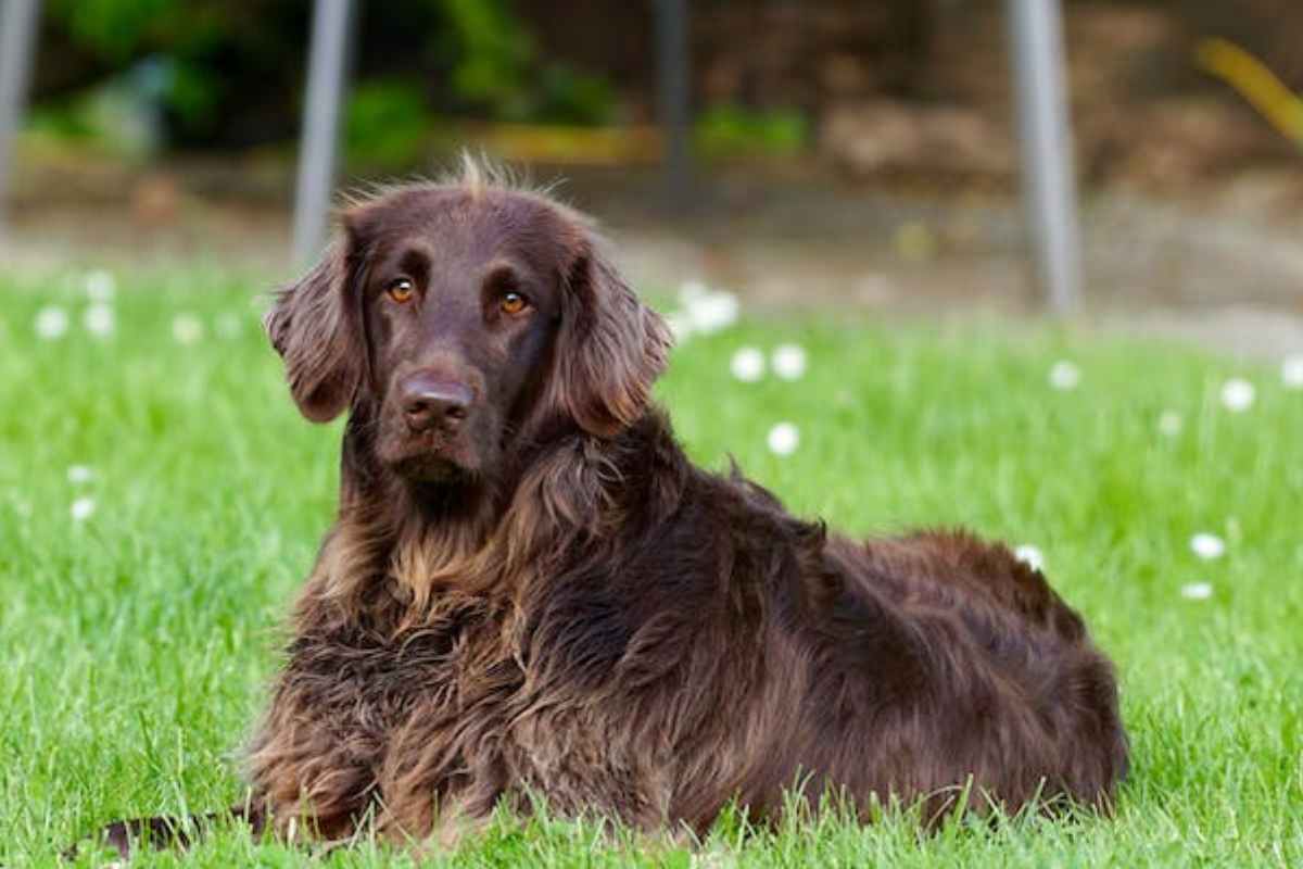 cucciolo avrà il pelo lungo o corto da grande