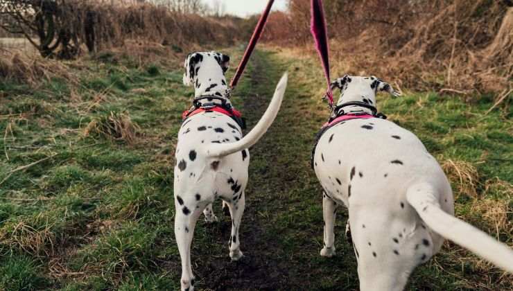 Perché i cani scodinzolano