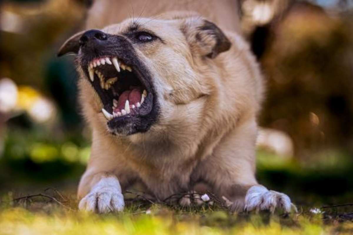 cani razze più aggressive