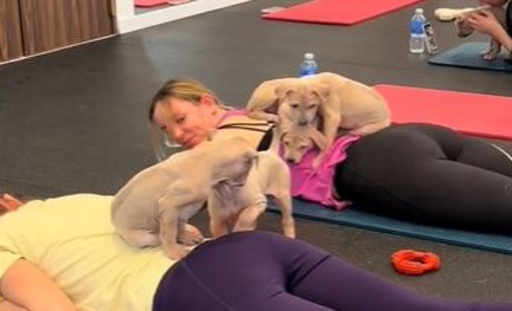 video cuccioli in palestra