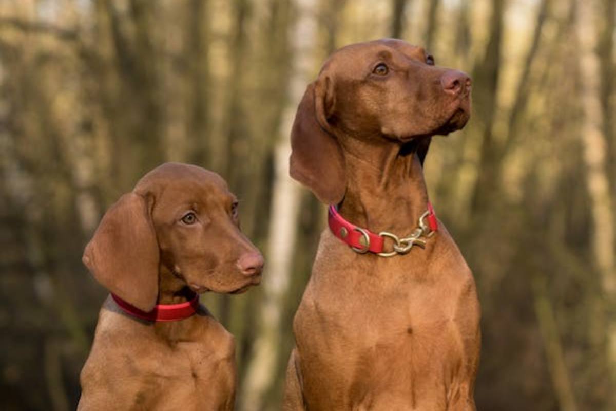 cani diabete rischio padroni