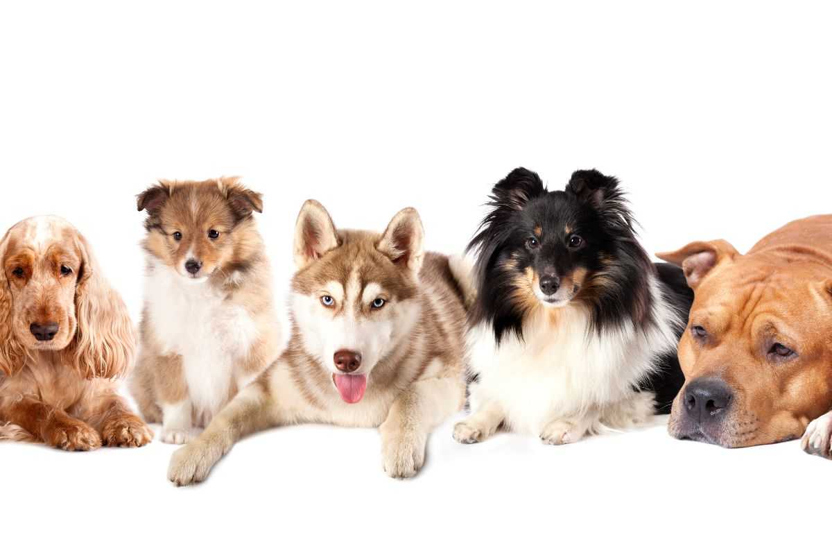 tumore cani fattori di rischio