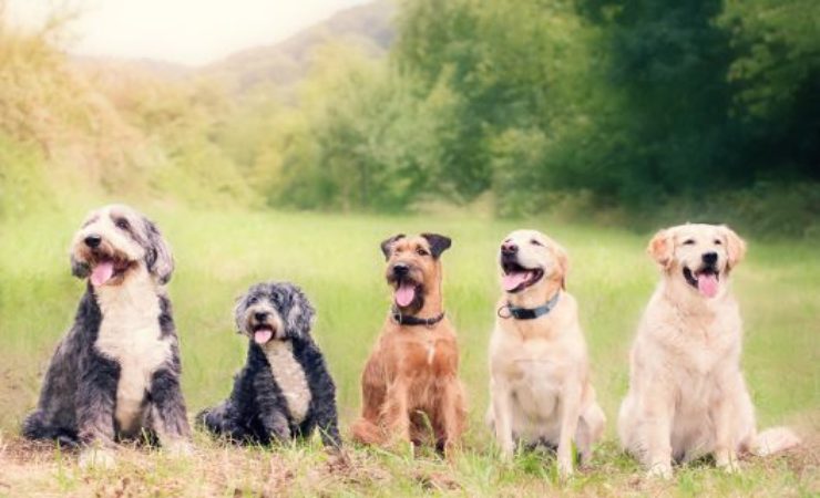 come calcolare età dei cani