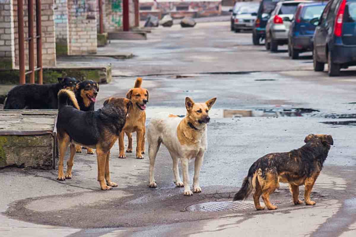 proteggersi dai cani randagi