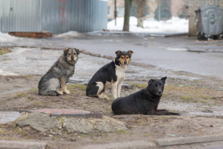 incontro cani randagi cosa fare