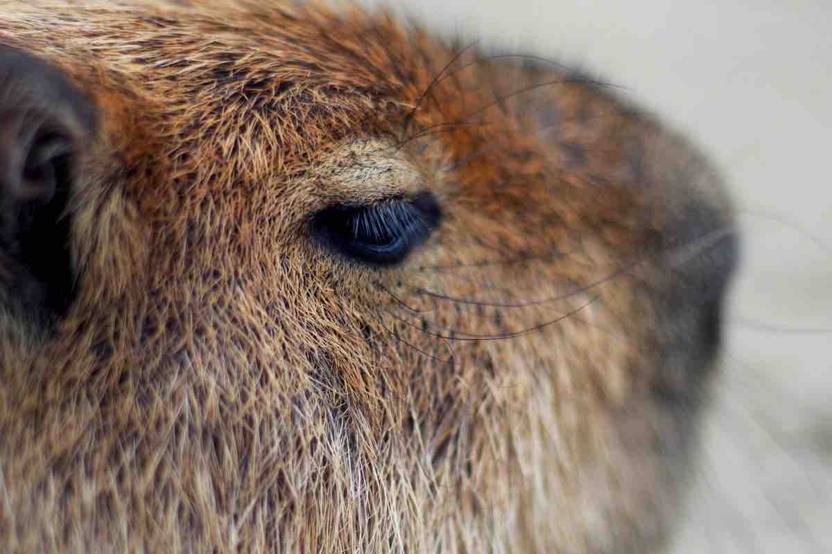 Il capibara in acqua nel video virale
