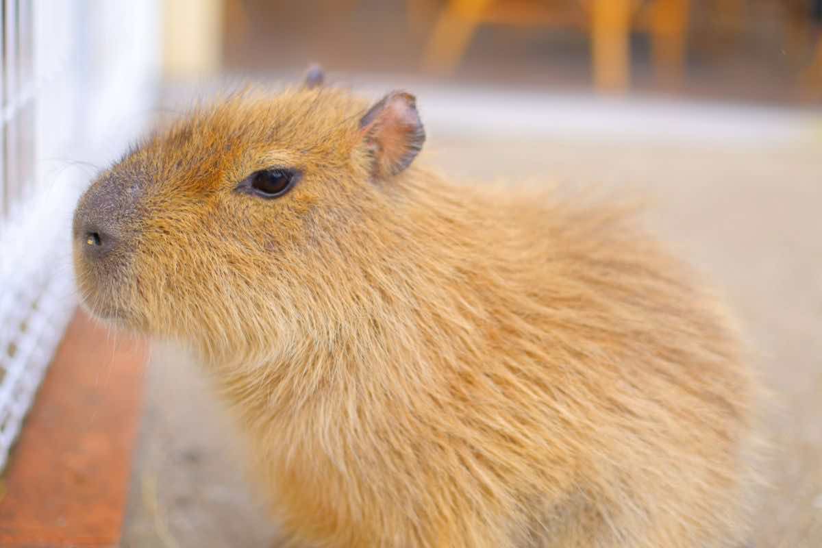 Capibara in acqua il video virale