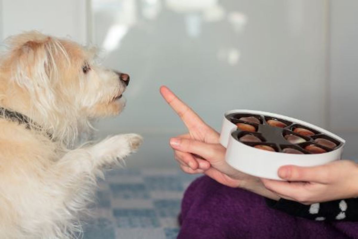 il cioccolato fa male ai cani