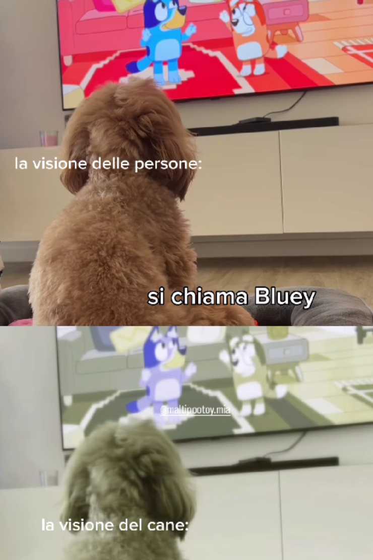 tenere il tuo cane occupato