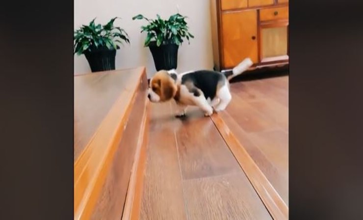 video cucciolo beagle che sale le scale