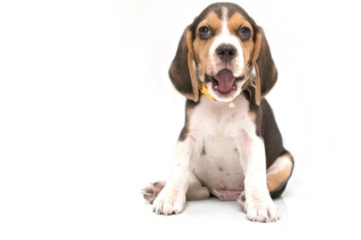 video cucciolo beagle