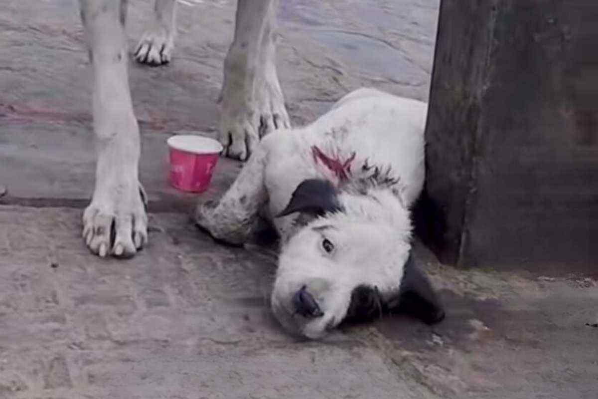 cucciolo mamma commuovere tutti