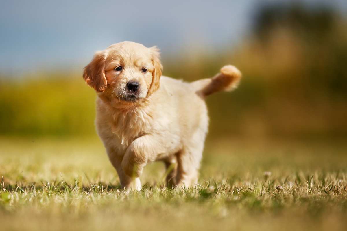 cucciolo golden retriever video