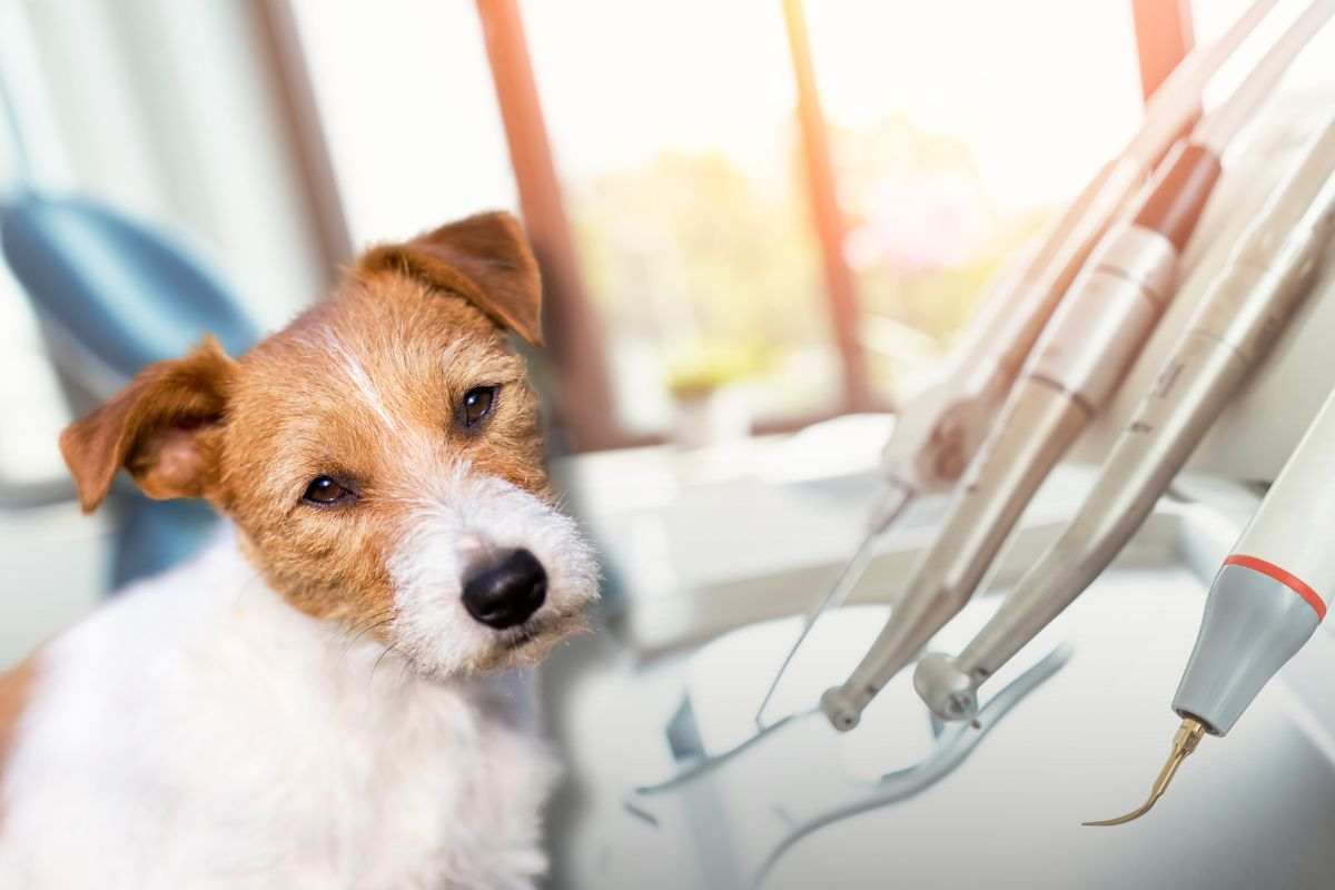 cane riesce a calmare pazienti