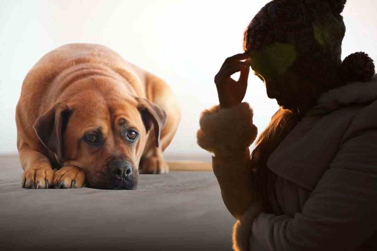 i cani soffrono di depressione