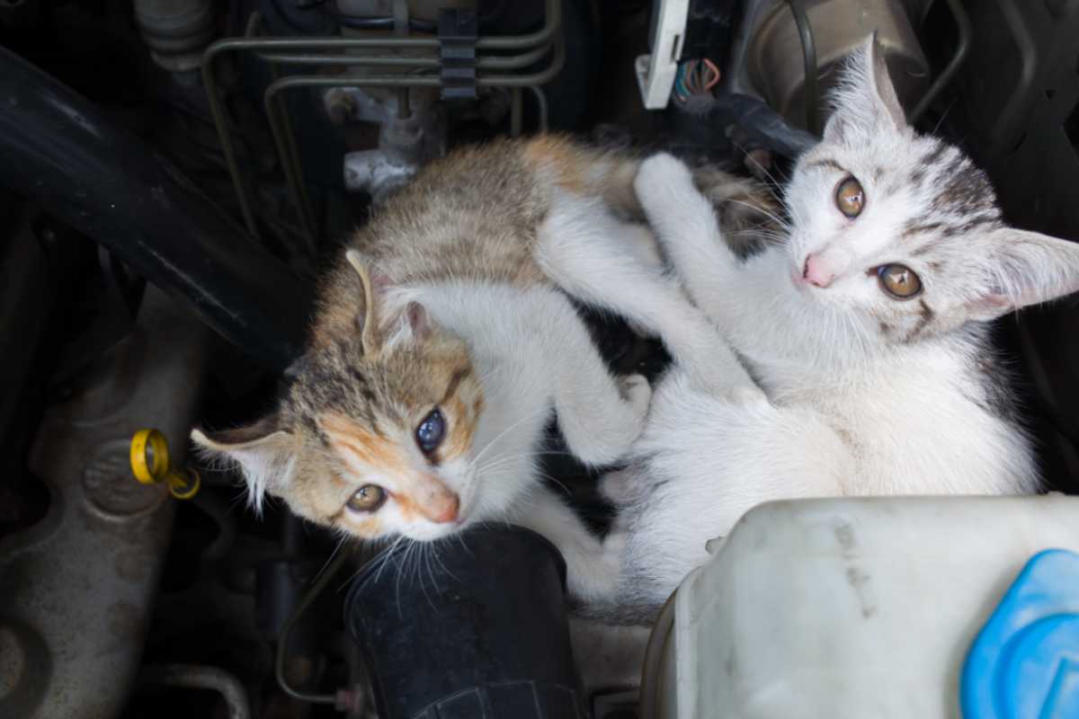 animali nascosti nel motore dell'auto