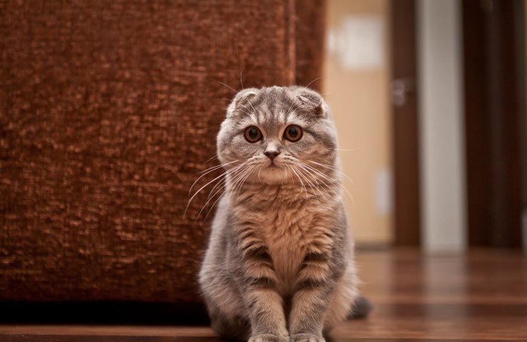 Scottish fold: vietato l'allevamento