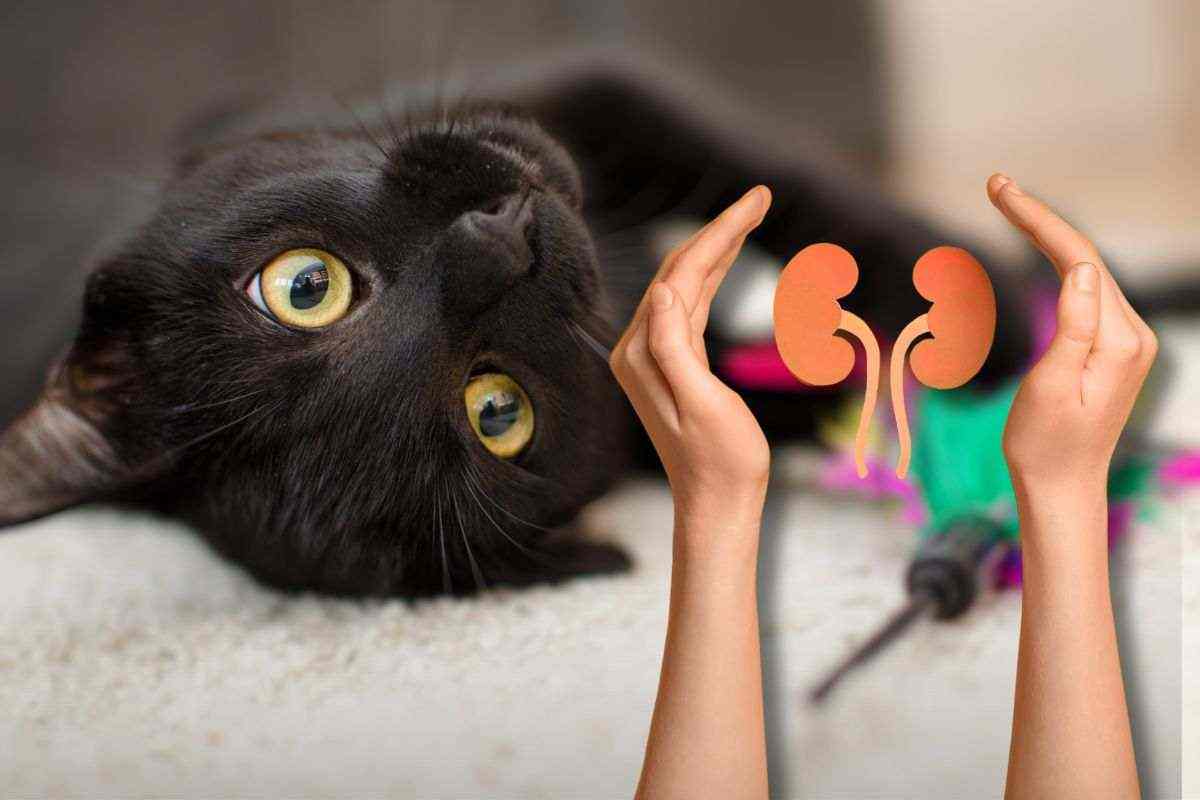 malattia renale gatti
