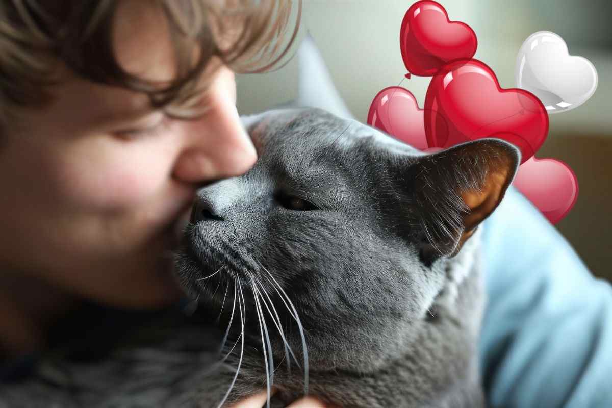 gesti semplici per farsi amare dal gatto