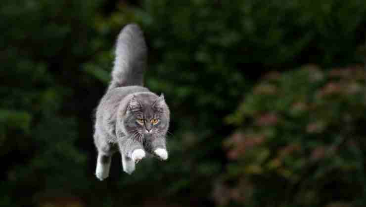 Perché i gatti muovono il sedere prima di fare un salto