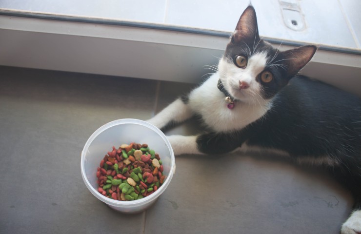 alimentazione vegana gatto benefici